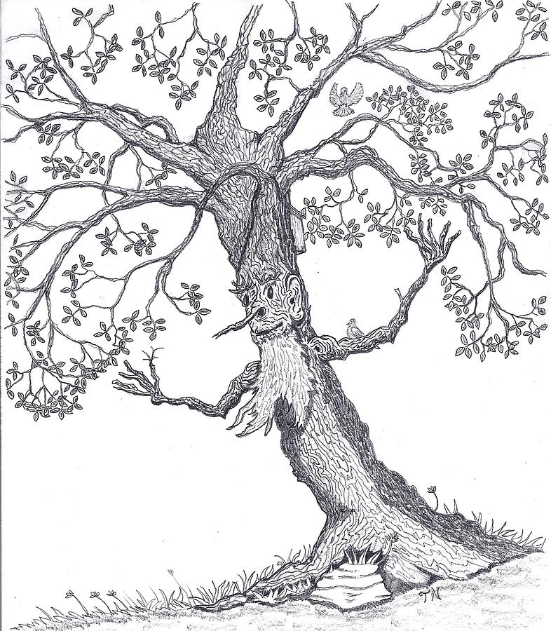 786x900 The Wierd Old Tree Drawing By Tony Nelson