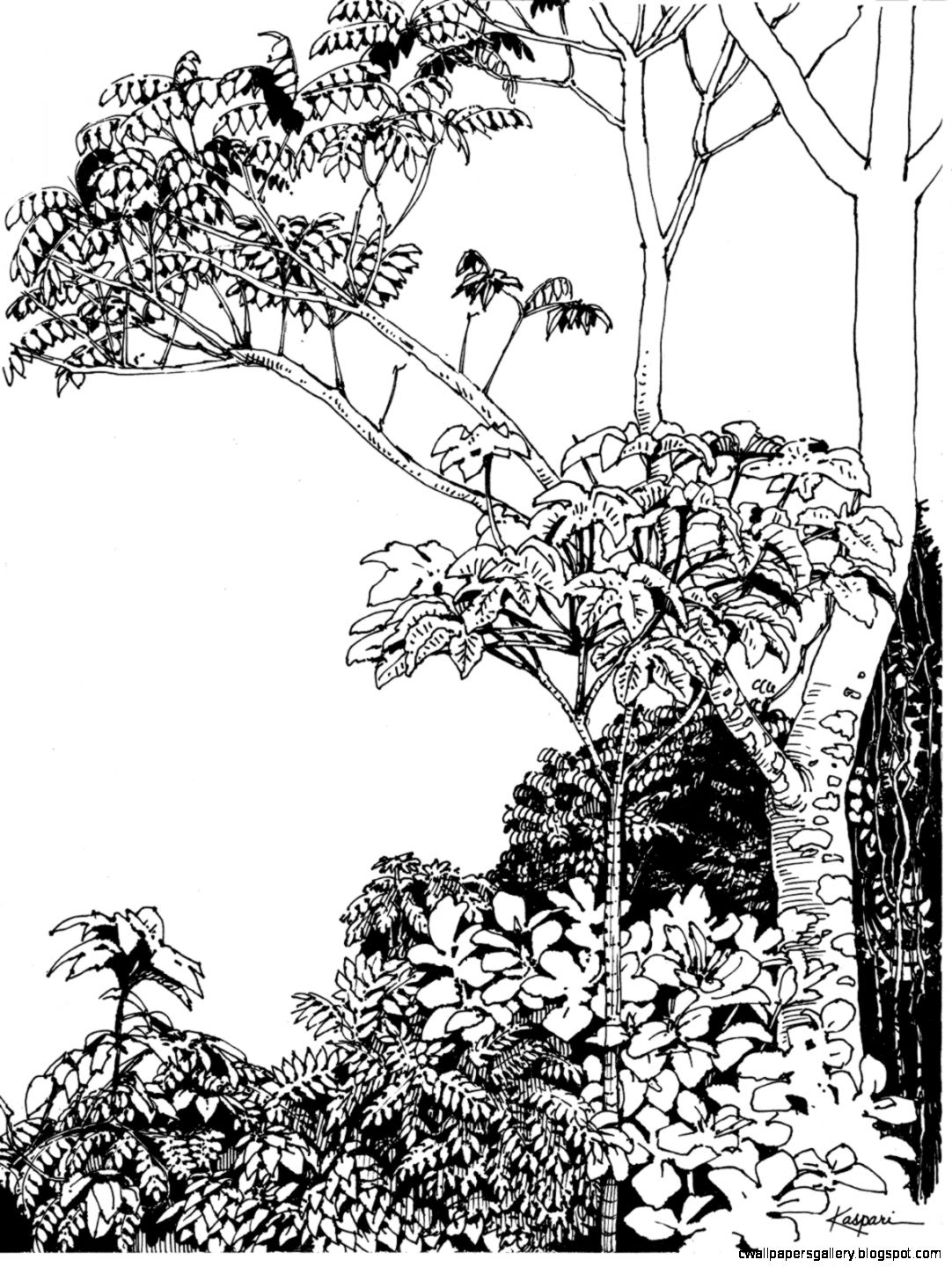 1082x1440 Tropical Rainforest Trees Drawing Wallpapers Gallery