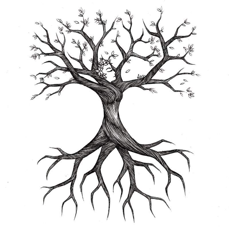 800x800 Clipart Tree Drawing Collection