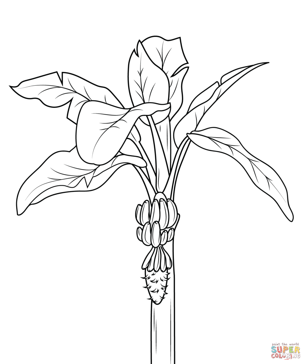 1024x1223 Coloring Page Banana Tree Kids Drawing And Coloring Pages