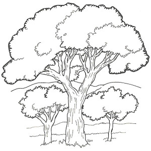 300x300 Drawing Of An Oak Tree Leaf And Fruit Coloring Page Color Luna