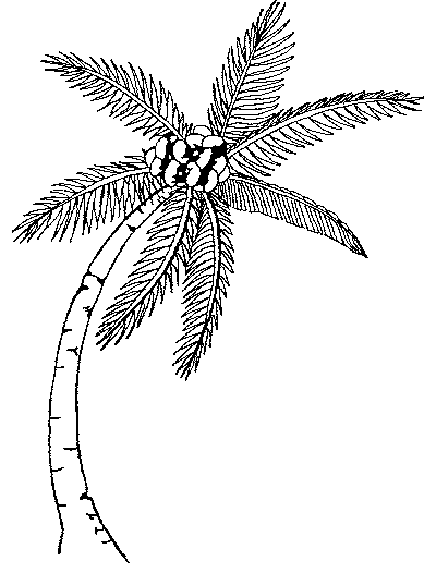 389x526 Coconut Tree Drawing