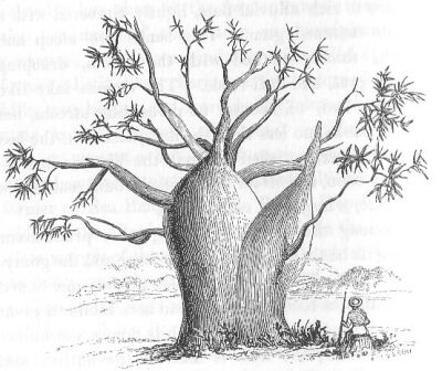 400x336 Filegouty Stem Tree (Discoveries In Australia).jpg