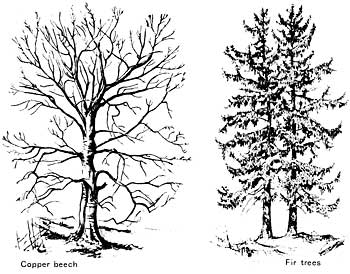 350x274 How To Draw Trees