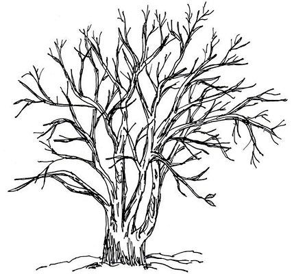 Trees Line Drawing at GetDrawings | Free download