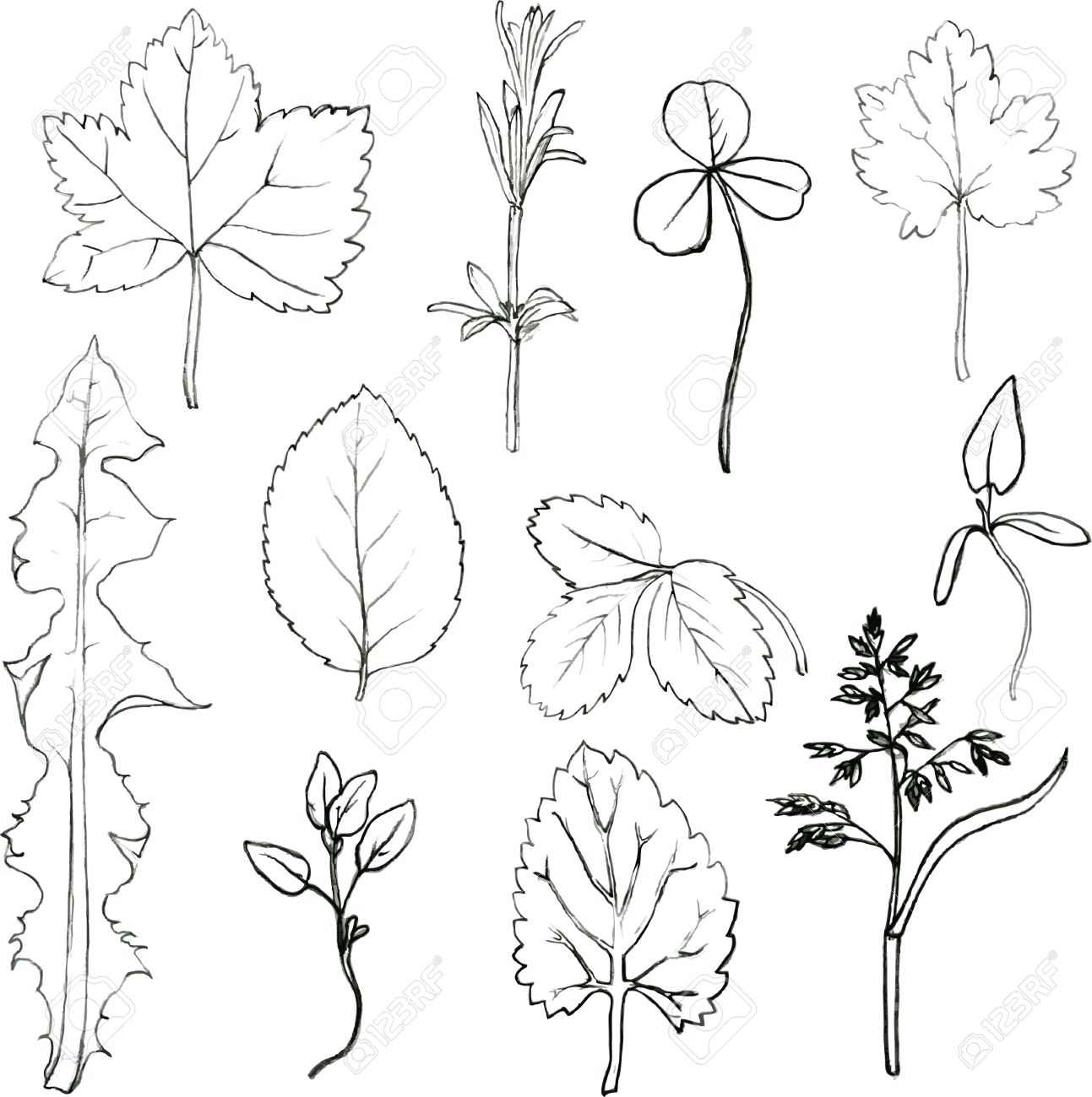 1293x1300 Set Of Pencil Drawing Herbs And Leaves, Painted Graphite Pencil