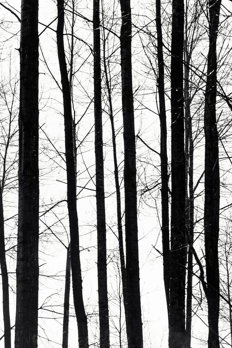 770x1154 Saatchi Art Black Line Trees