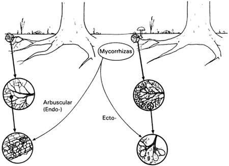 450x325 Growing Good Tropical Trees For Planting