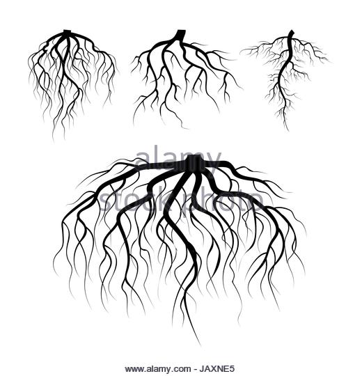 520x540 Roots Abstract Stock Vector Images