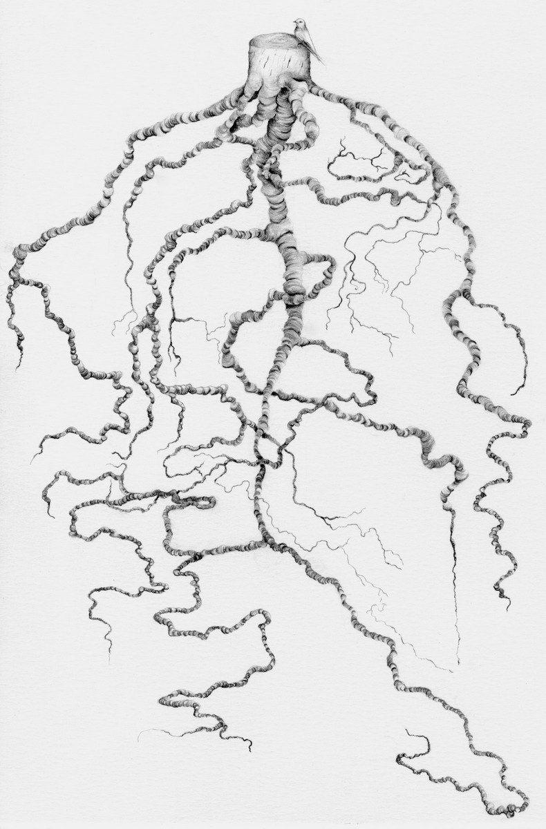 790x1200 Tree Roots Nature Drawing Woodland Pencil Drawing Original