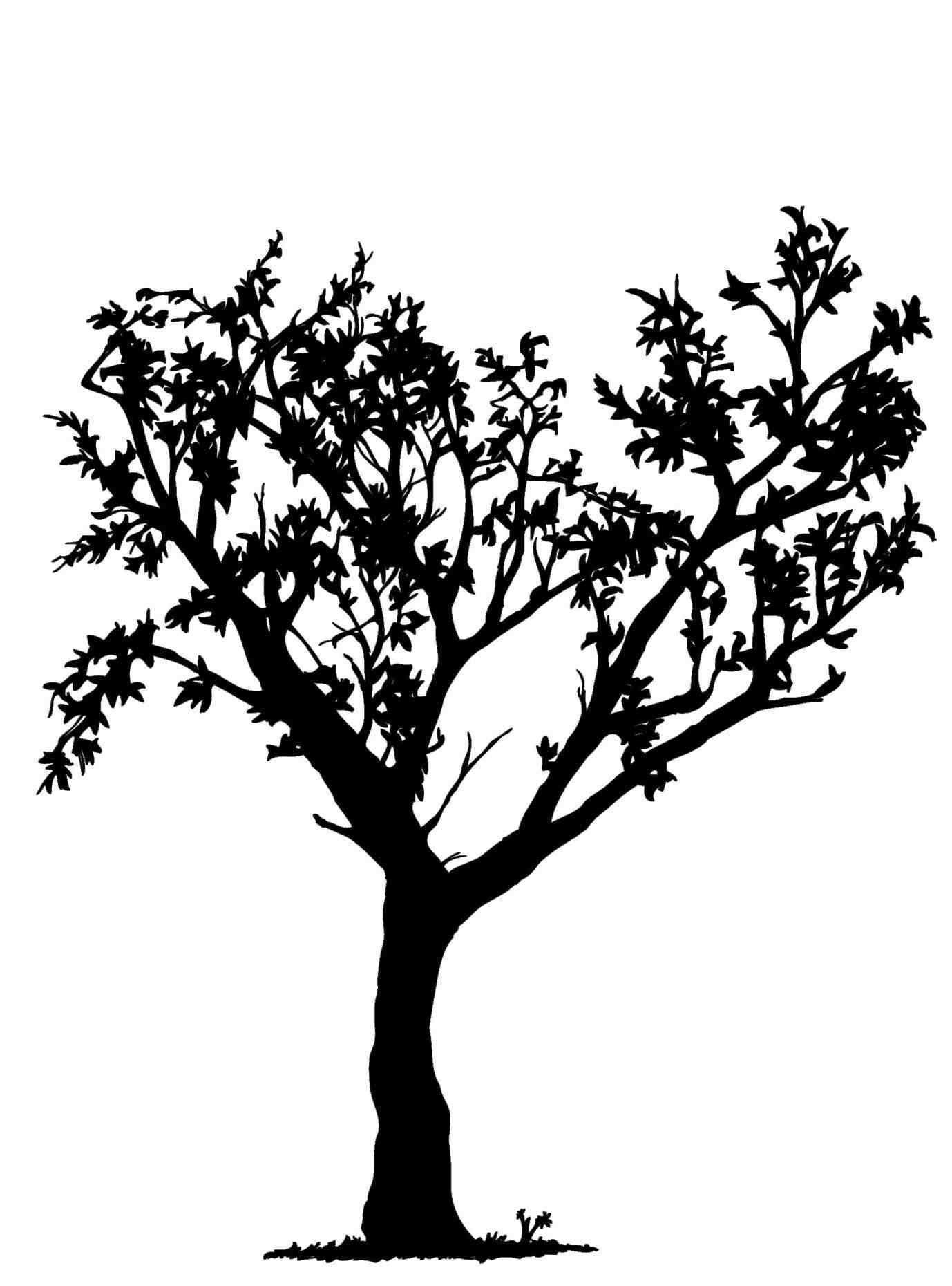 1378x1860 Tree Drawing Easy With Roots