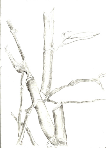 358x500 365 Drawings 365 Dessins,cally Trench,tineke Bruijnzeels