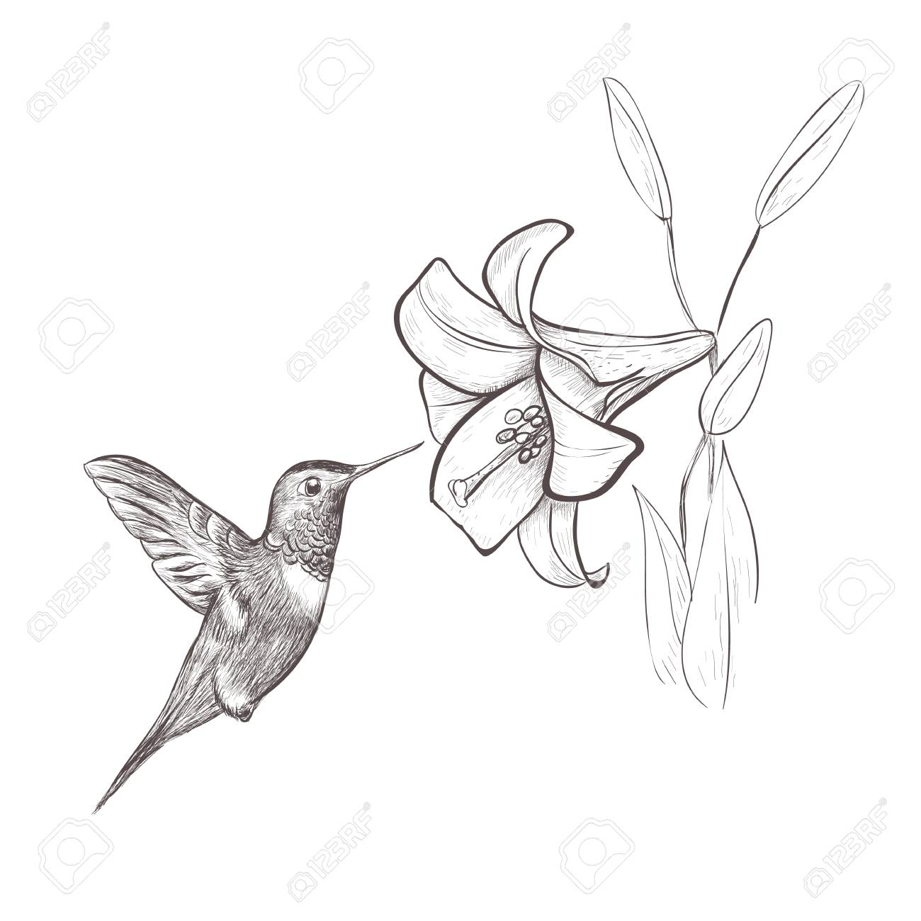1300x1300 Hummingbird Bird Nectar Flower. Hummingbird And Lily Hand Drawing