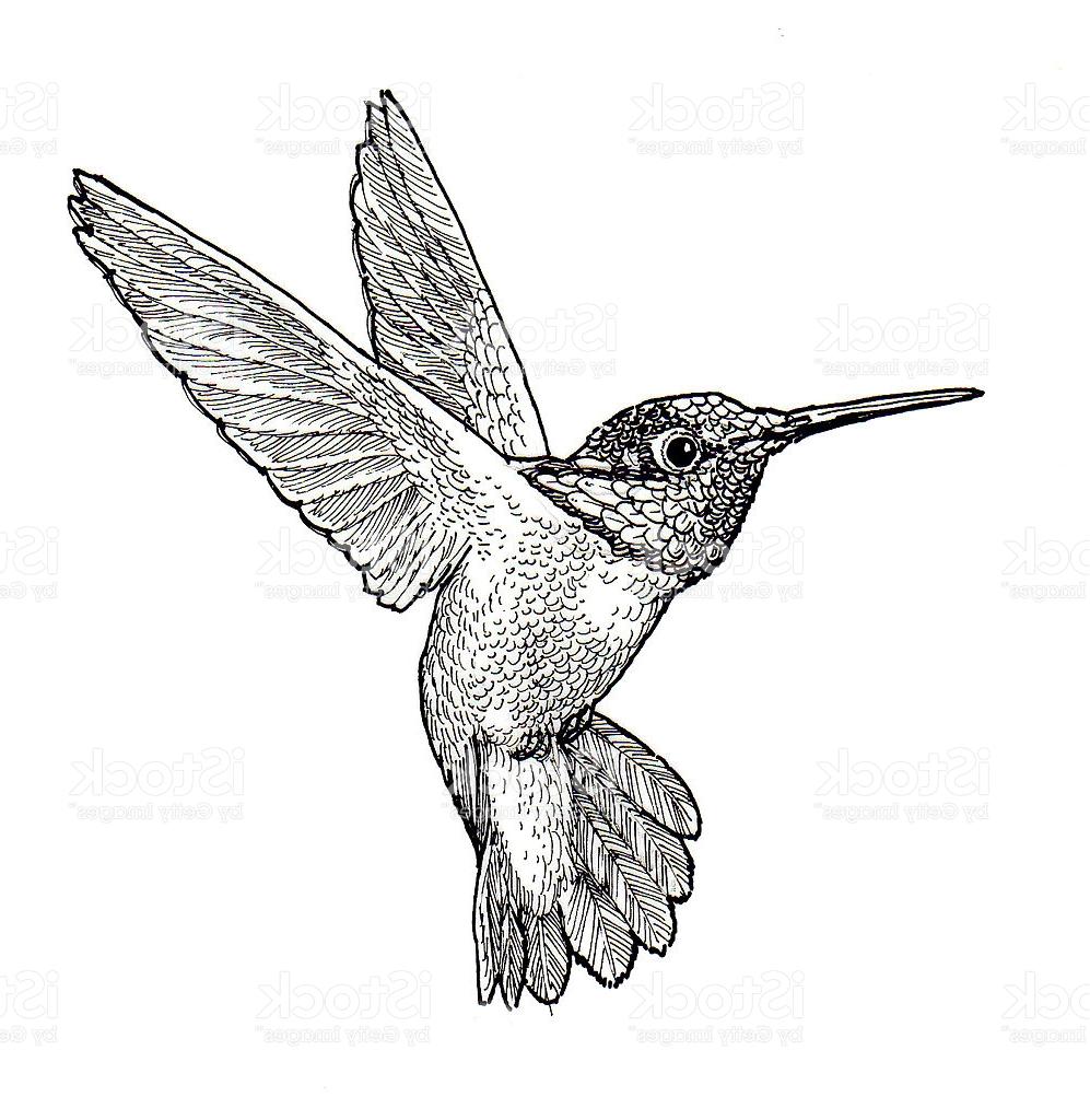 997x1024 Best Hummingbird Illustration Drawing