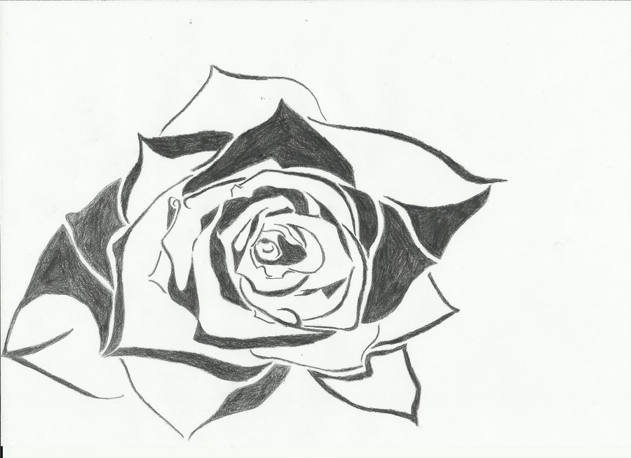 900x654 Tribal Rose By Shintla