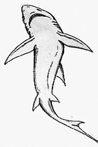 200x300 Shark Tattoo Designs