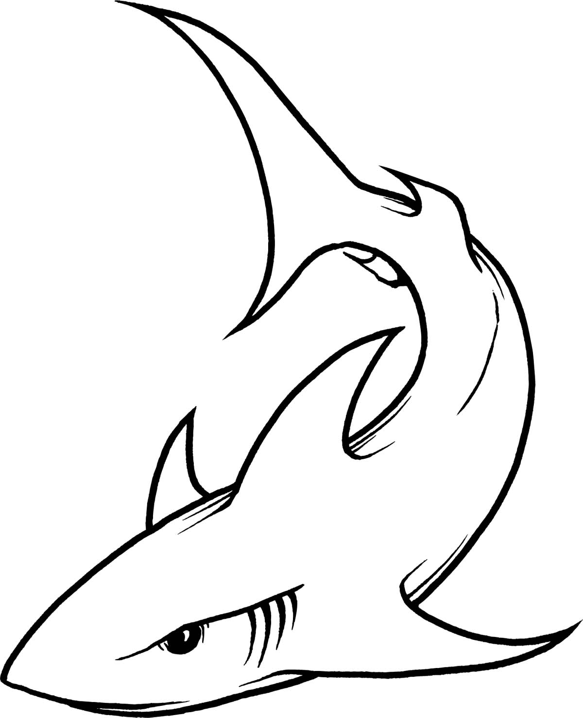 1200x1479 Drawing Of A Shark How To Draw A Shark