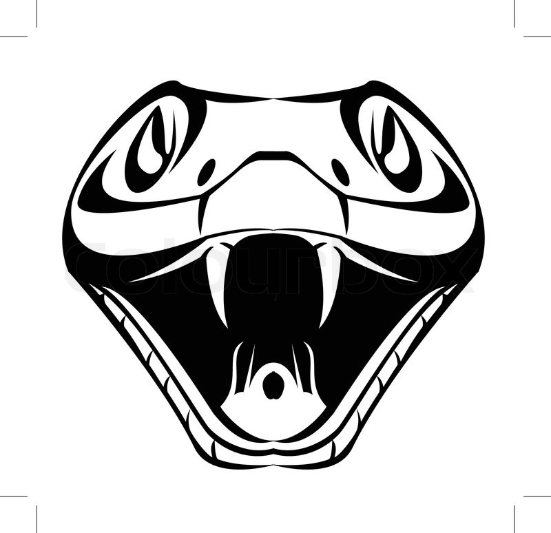 800x774 Snake Head Stock Vector Colourbox