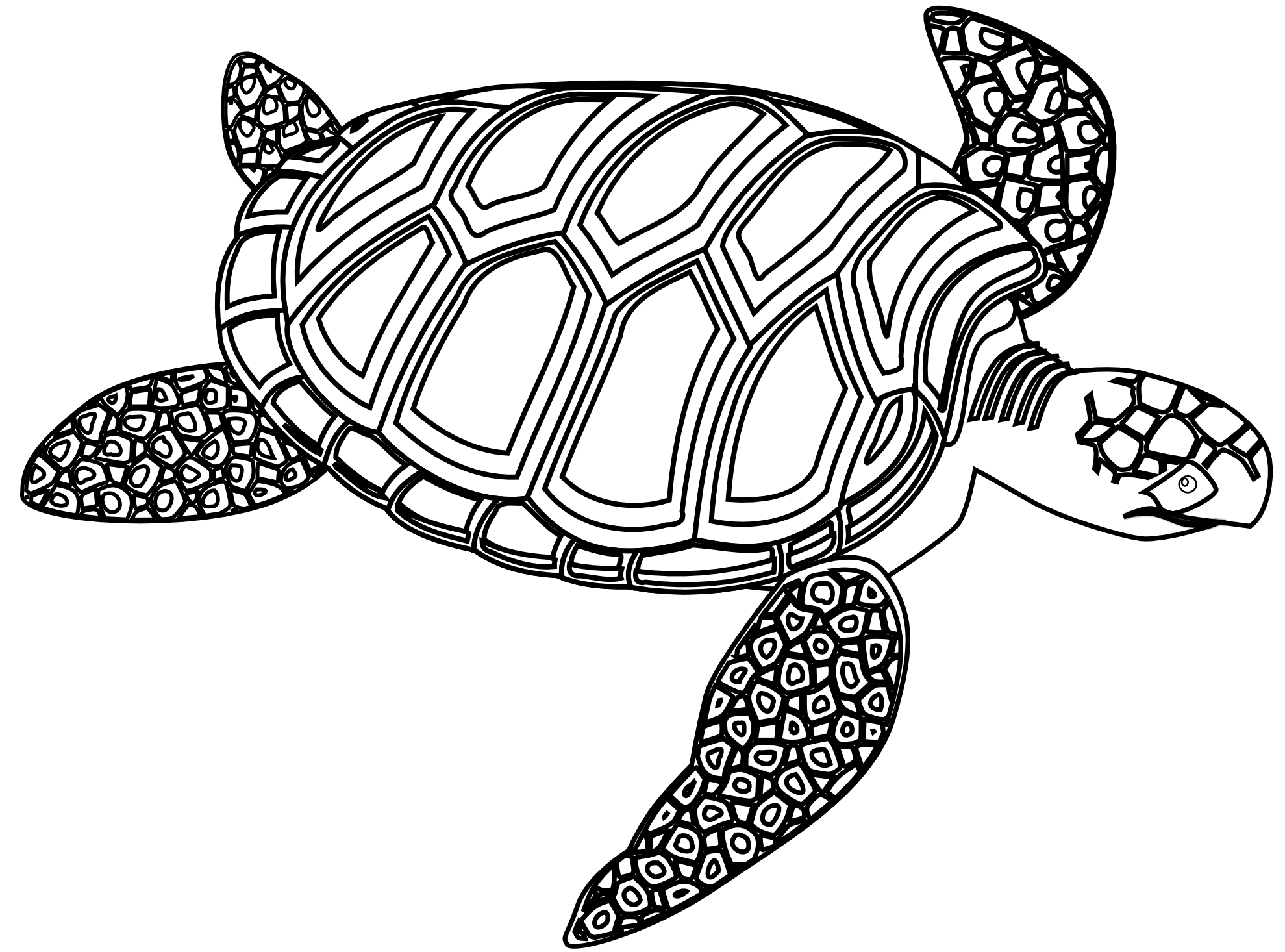 1979x1466 Drawn Sea Turtle Black And White