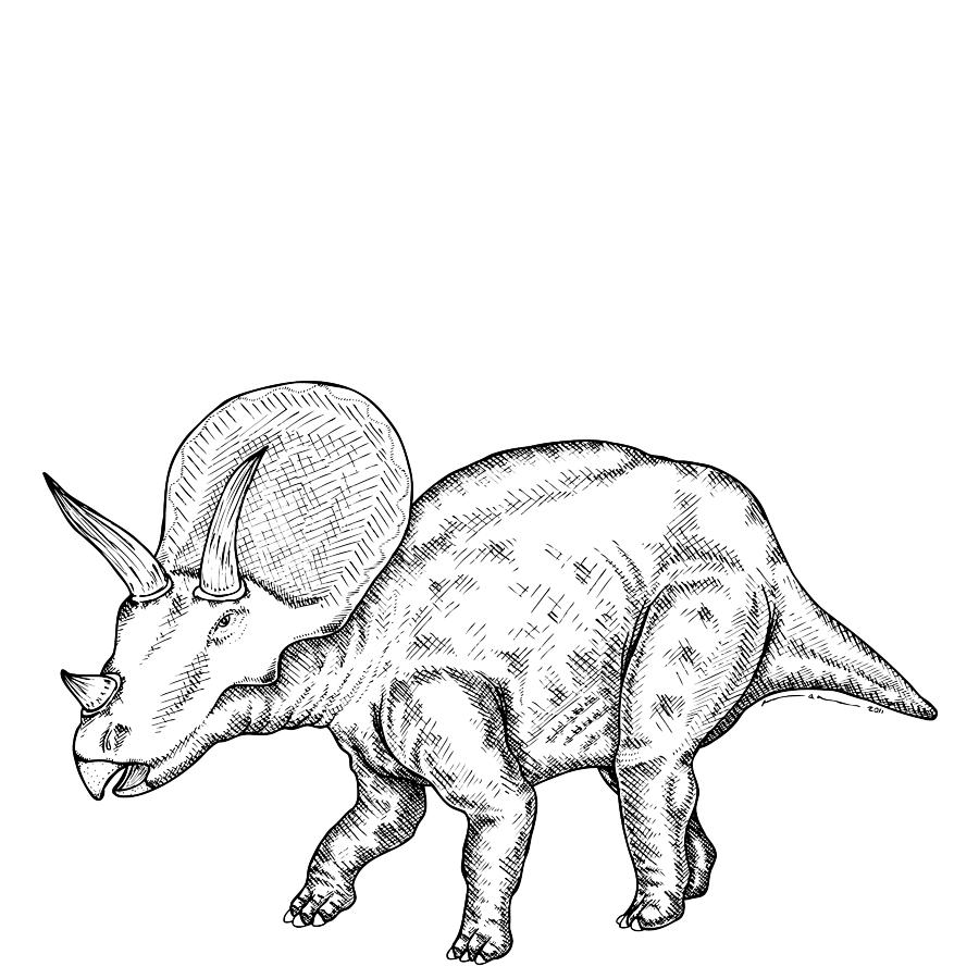 900x900 Triceratops Drawing By Karl Addison