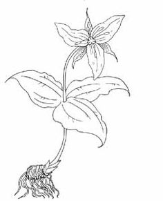 236x291 Love The Pencil Drawing Feature In Picasa! Art