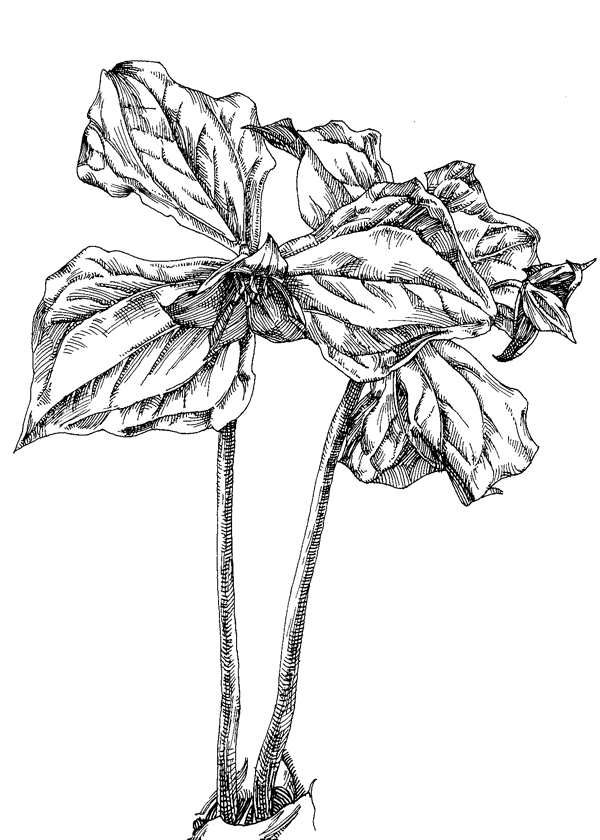 600x840 Purple Trillium 3