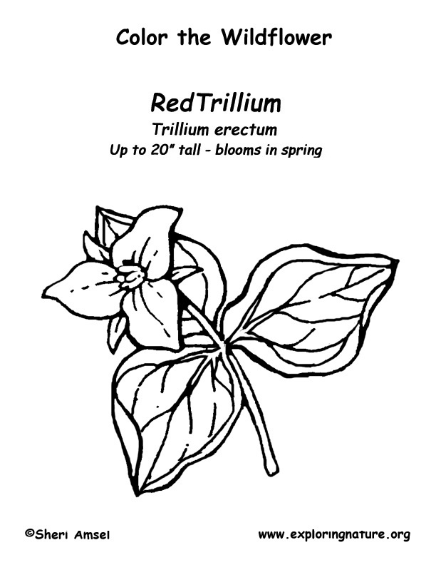612x792 Trillium Coloring Page