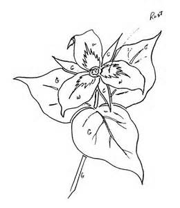 260x300 Trillium Sketching Brush Strokes And Watercolors