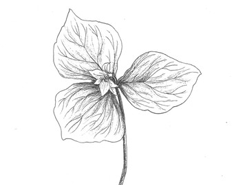 340x270 Trillium Drawing Etsy