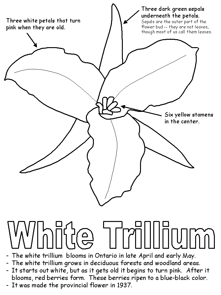 718x957 White Trillium With Labels