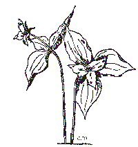 200x212 Wood (Western) Trillium