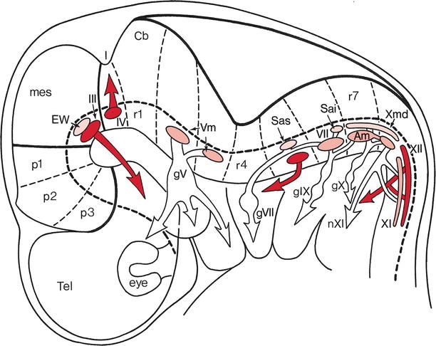 612x486 Development And Developmental Disorders Of The Brain Stem