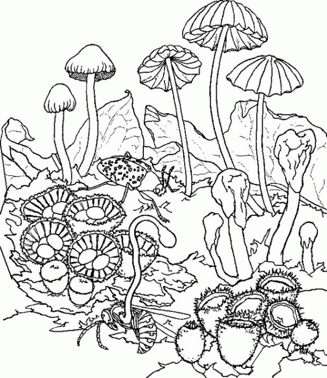 646x746 Henna Coloring Pages 438886
