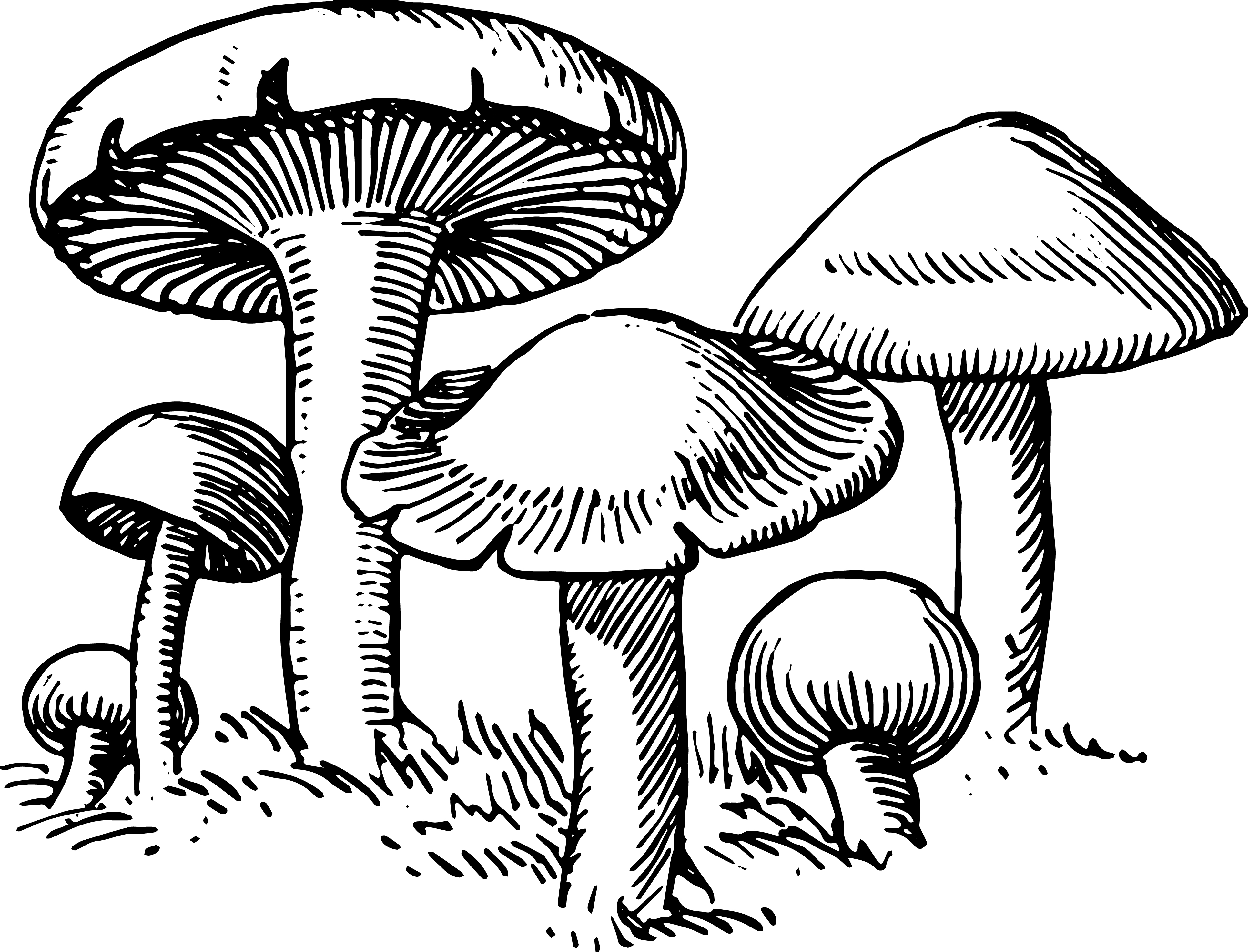 3867x2950 Mushroom Drawing Clipart