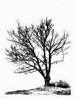 250x326 45 Best How To Draw A Family Tree Images On Art