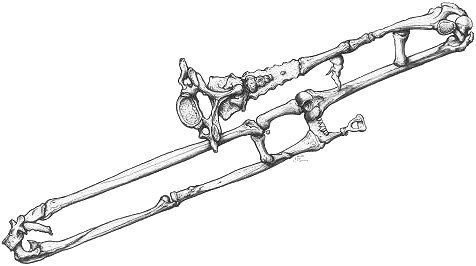 476x266 Trombones, Medusa Amp Shoe Horns By Don Stewart