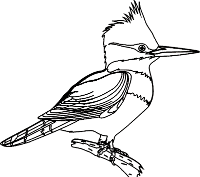 Tropical Bird Drawing at GetDrawings | Free download