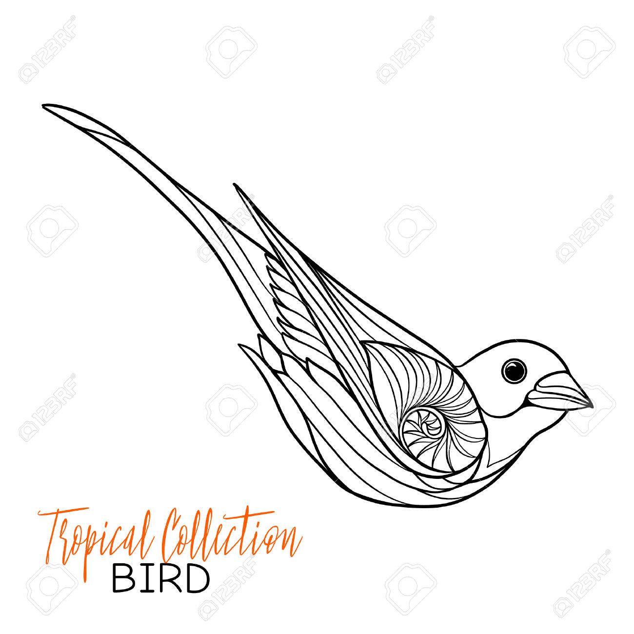 1300x1300 Tropical Bird. Vector Illustration. Coloring Book For Adult