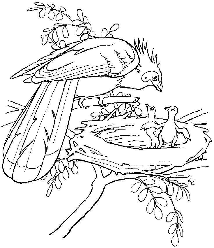 735x852 Coloring Hoatzin Stinkbird Picture