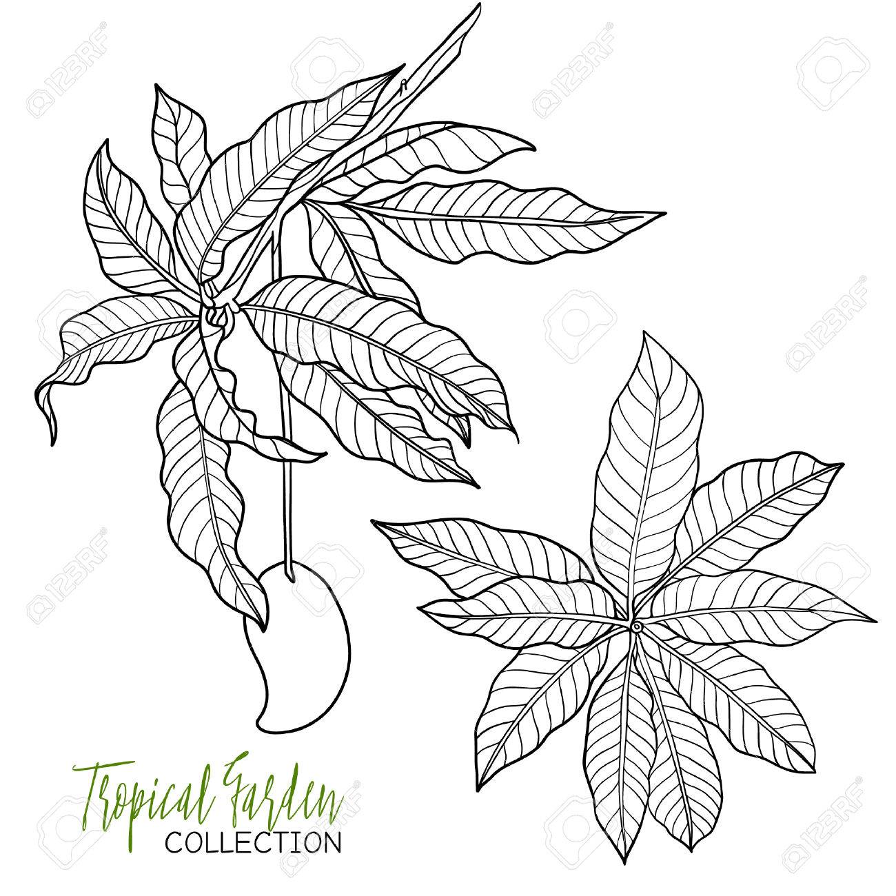 1300x1300 Mango. Tropical Plant. Vector Illustration. Coloring Book