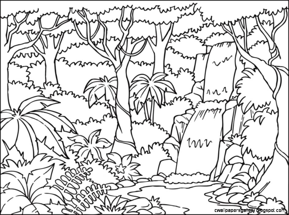 942x701 Rainforest Drawing Wallpapers Gallery