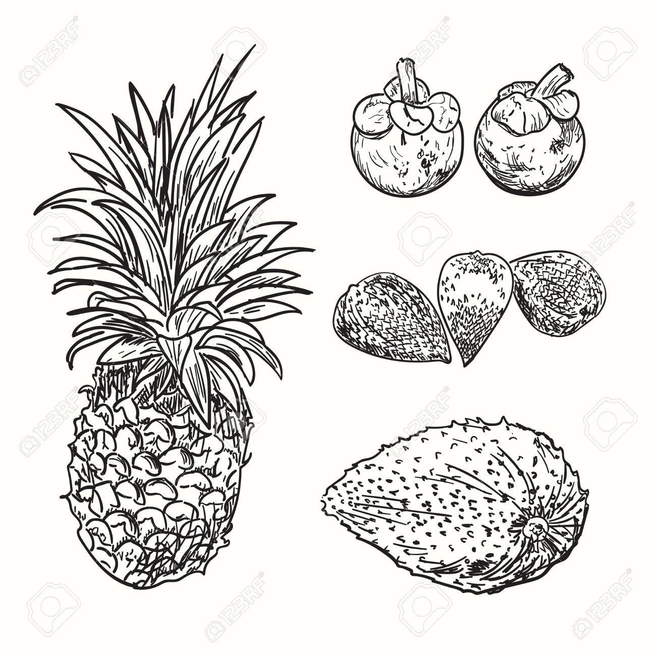 1300x1300 Tropical Fruits Sketch. Drawing Fruits Collection. Exotic Natural