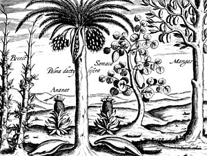 300x227 Tropical Landscape Drawings Fine Art America