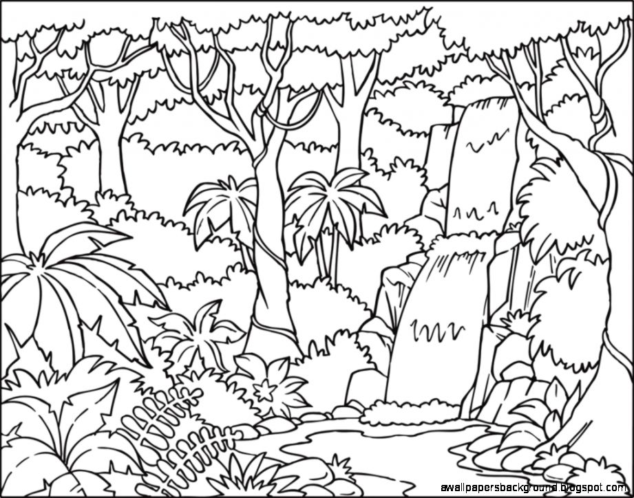 921x724 Tropical Rainforest Animals Drawings Wallpapers Background