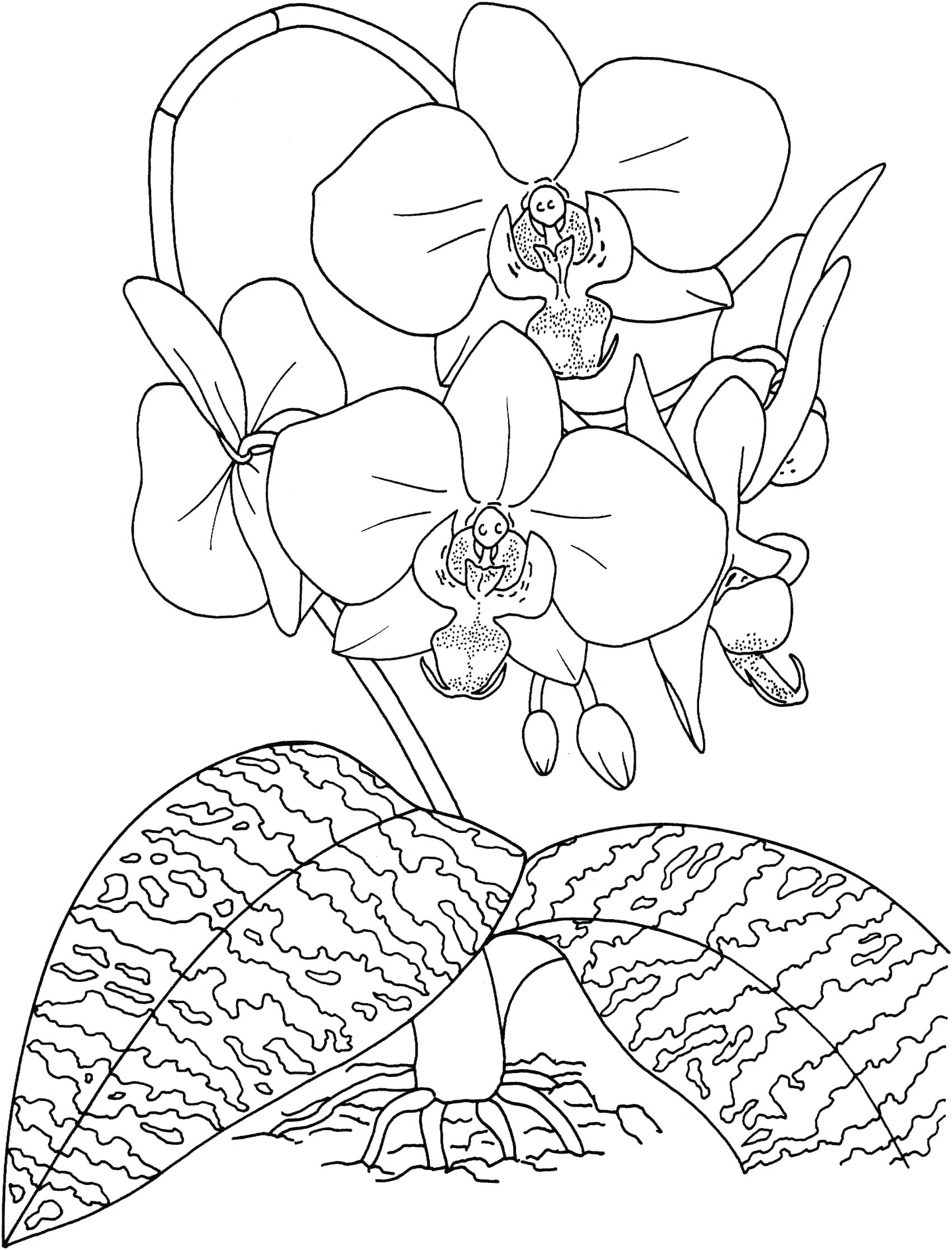 1701x2233 Coloring Rainforest Plants Coloring Pages Tropical Drawing