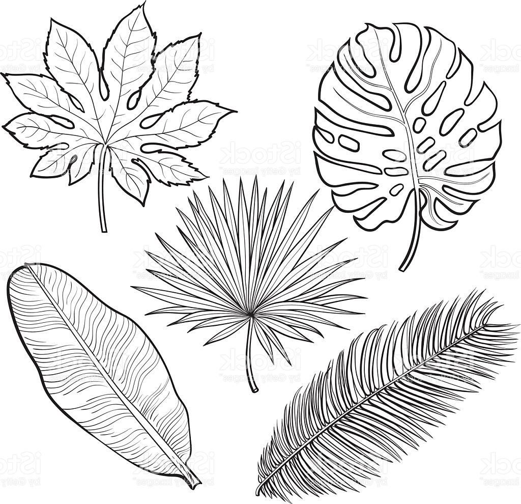 1024x990 Best Free Set Of Tropical Palm Leaves Sketch Style Vector