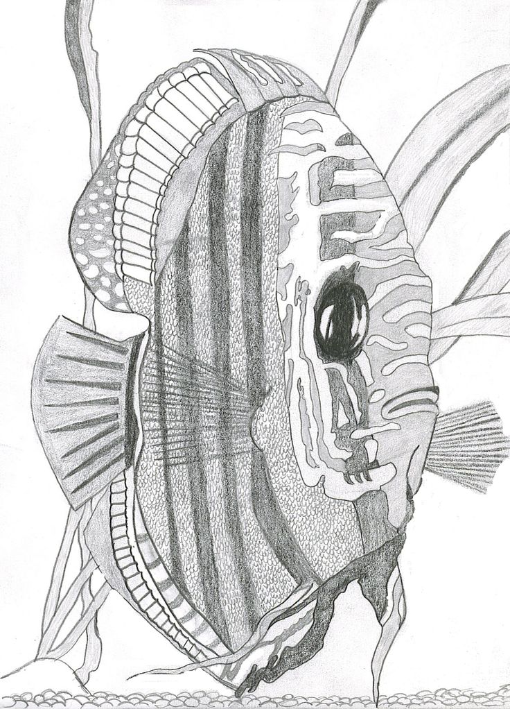 Tropical Fish Drawing