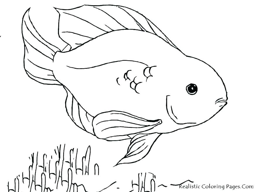 878x659 Realistic Fish Coloring Pages Tropical Fish Coloring Page Tropical