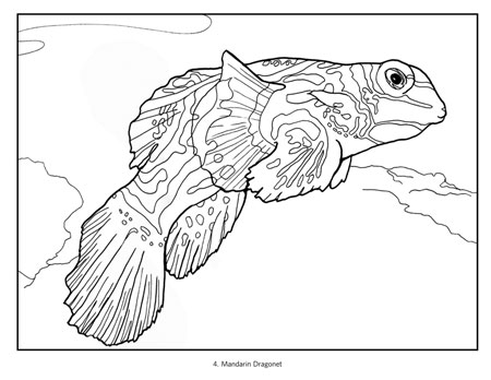 450x348 Tropical Fish Coloring Book