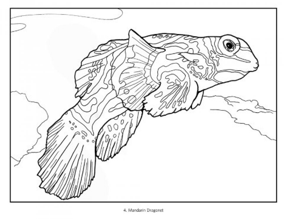 960x741 Tropical Fish Coloring Book Susan Koop, Alf Jacob Nilsen Nhbs